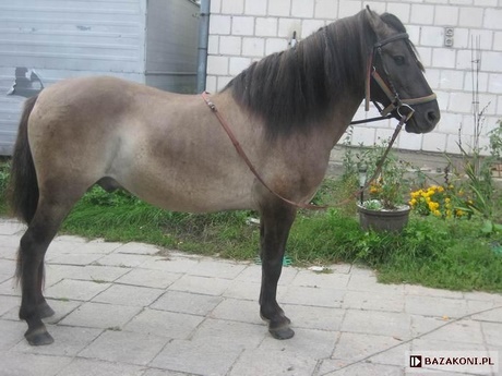 Schiefer pony